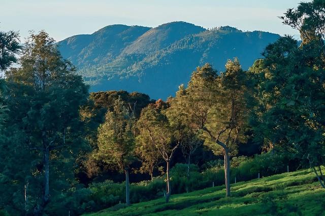 Coonoor
