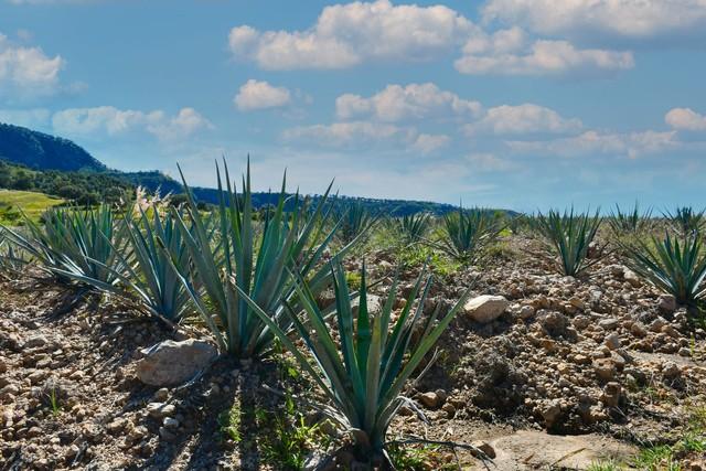 Rancho San José, Santa Lucía, Zapopan, Amatitán